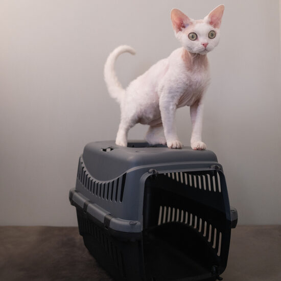 Pārvadāšanas būri, pārvalki un pavadas